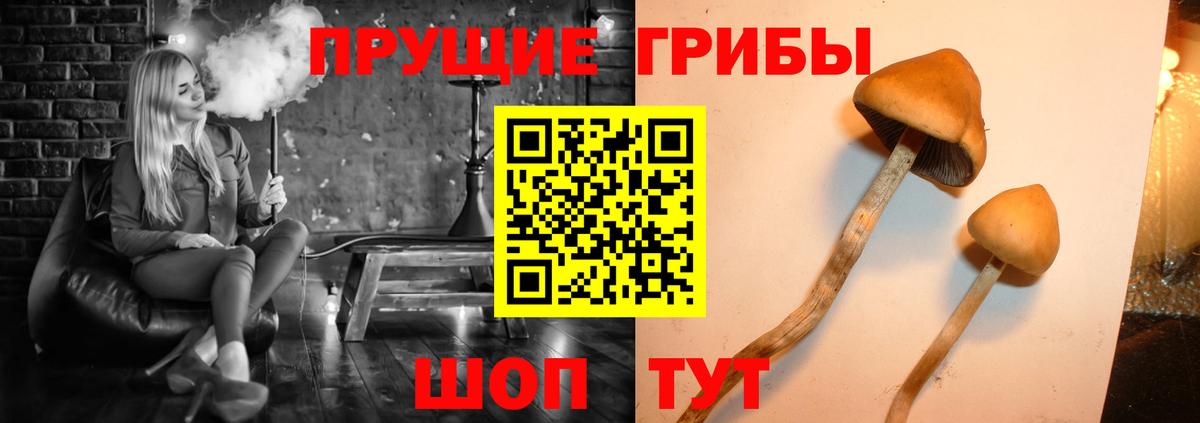 Псилоцибиновые грибы MAGIC MUSHROOMS  Вход с VPN  Черногорск 